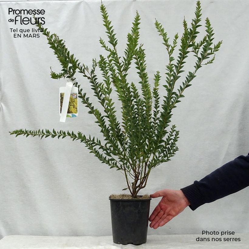 Example of Mimosa - Acacia pravissima Pot de 3L/4L as you get in printemps