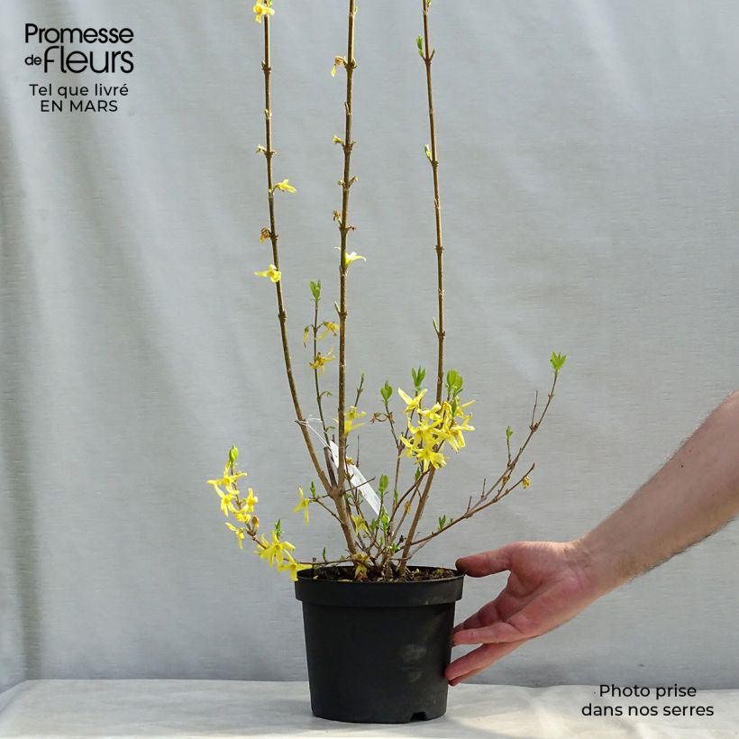 Example of Forsythia x intermedia Lynwood - Mimosa de Paris Pot de 2L/3L as you get in printemps