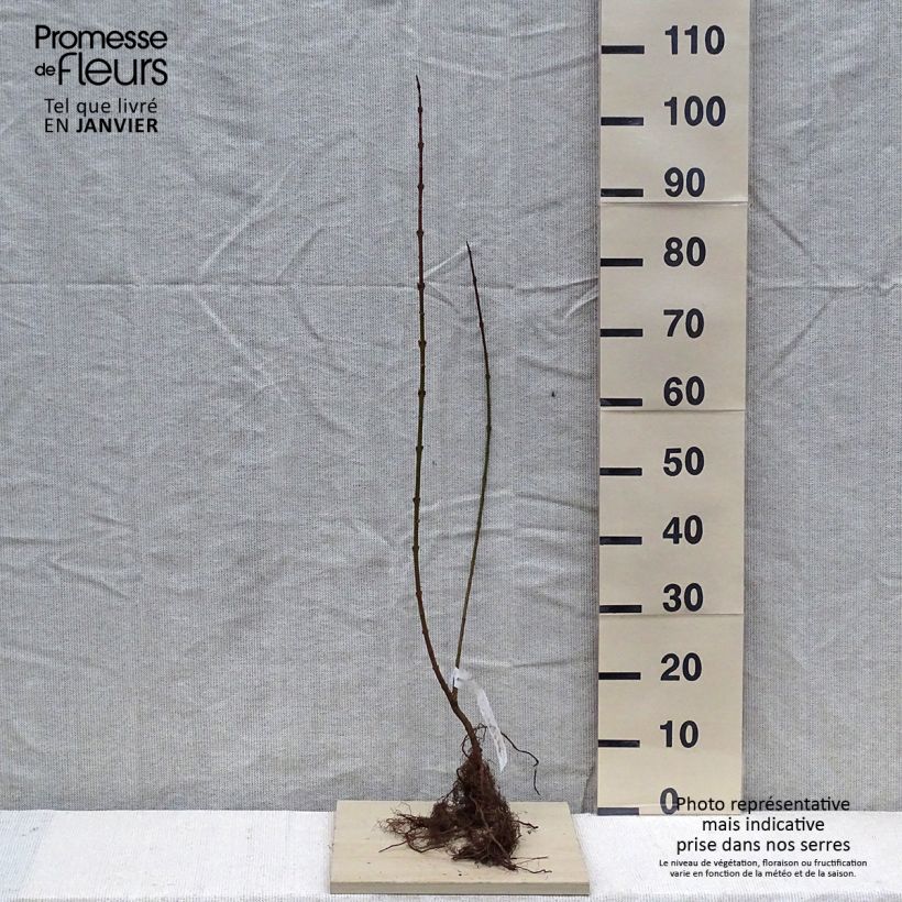 Example of Forsythia x intermedia Lynwood - Mimosa de Paris Racines nues, Buisson, Ramifié as you get in hiver