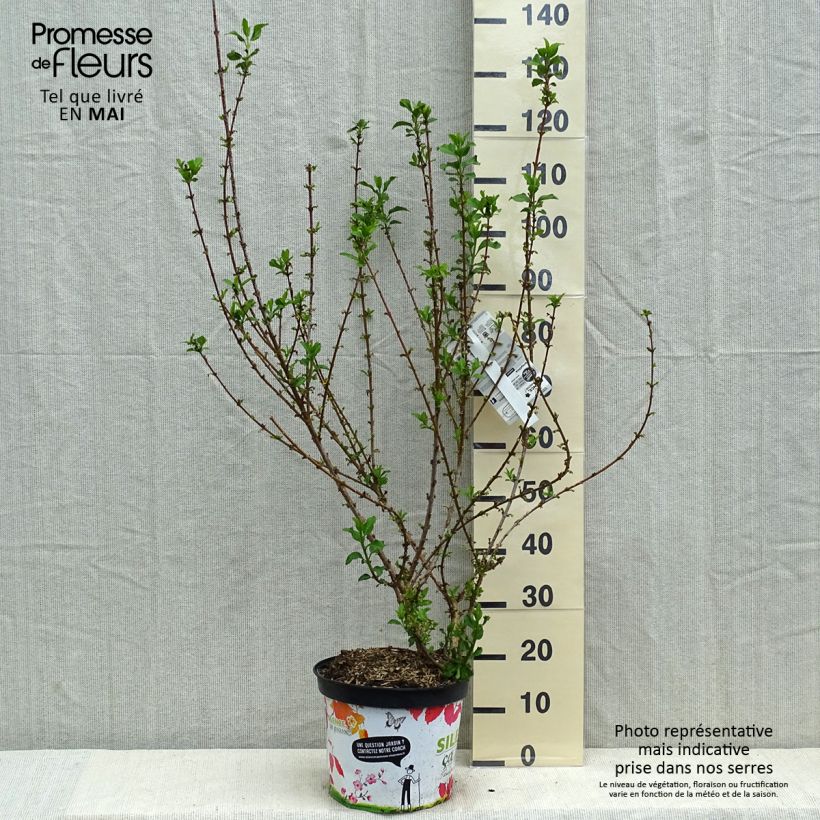 Example of Mimosa de Paris - Forsythia x intermedia Mindor Pot de 7,5L/10L as you get in printemps
