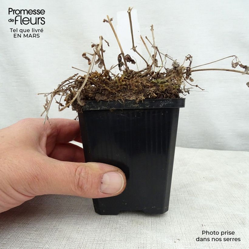 Spécimen de Mimulus luteus Godet de 8/9 cm tel que livré au printemps