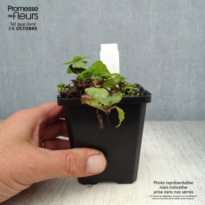 Spécimen de Mimulus luteus - Mimule jaune Godet de 8/9 cm tel que livré en automne
