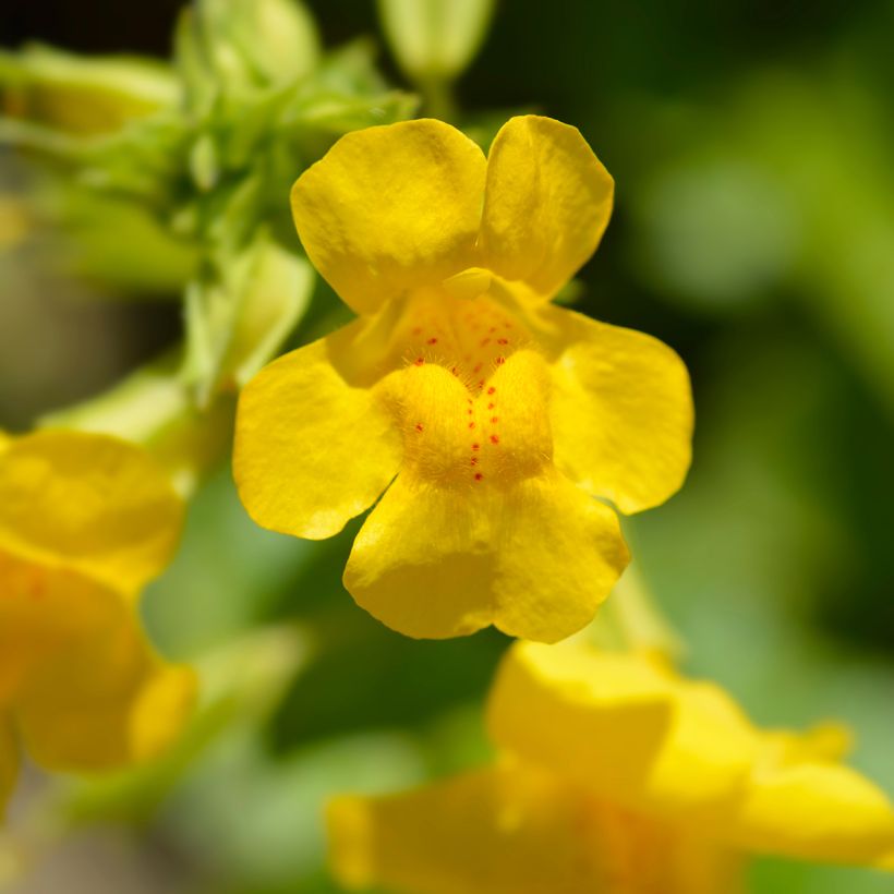 Mimulus luteus - Mimule jaune (Floraison)
