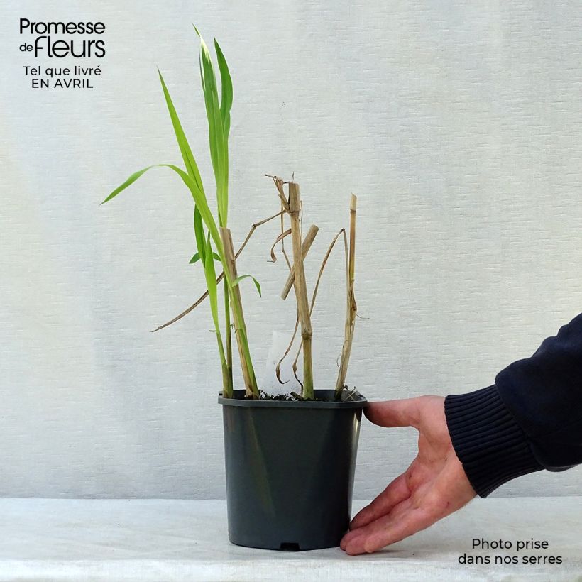 Example of Miscanthus Giganteus - Roseau de Chine géant Pot de 2L/3L as you get in printemps