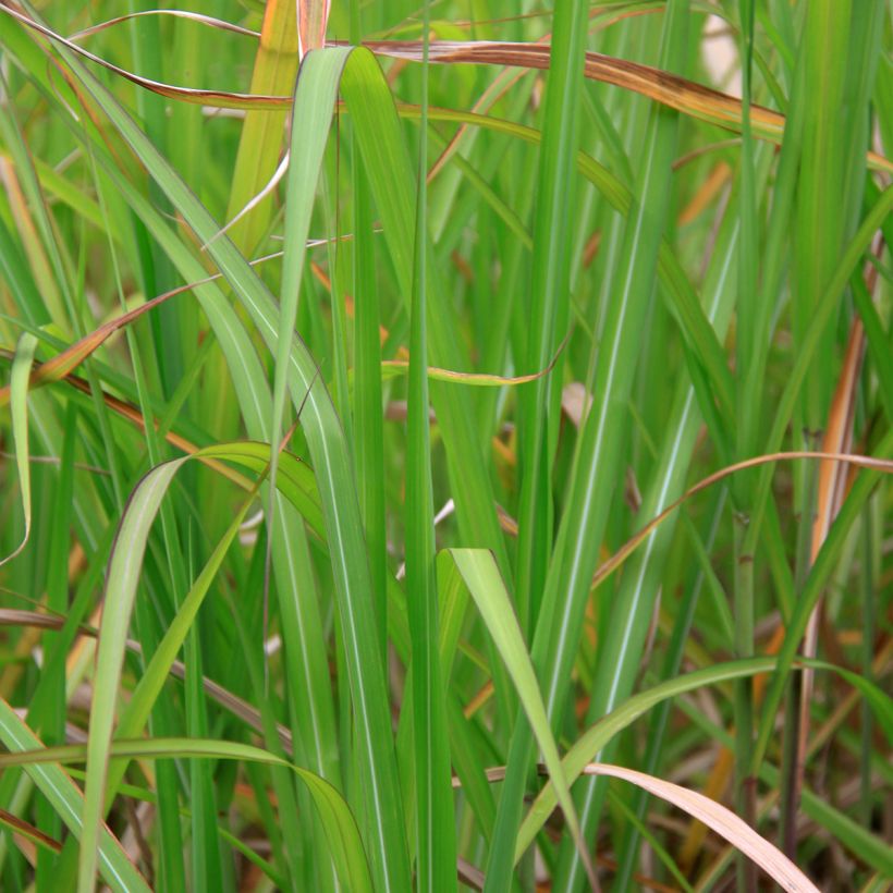 Miscanthus floridulus - Roseau de Chine, Eulalie gigantesque (Foliage)