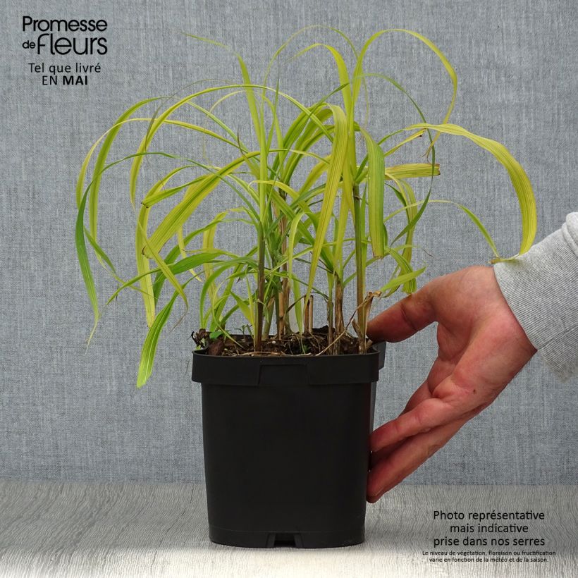Example of Miscanthus sacchariflorus - Roseau de Chine Pot de 2L/3L as you get in printemps
