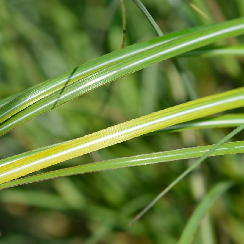 Miscanthus sinensis Adagio - Roseau de Chine (Foliage)