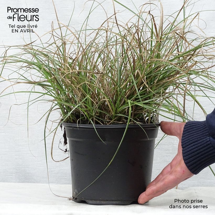 Example of Miscanthus sinensis Adagio - Roseau de Chine Pot de 2L/3L as you get in printemps