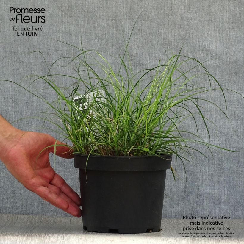 Spécimen de Miscanthus sinensis Adagio - Roseau de Chine Pot de 2L/3L tel que livré en été