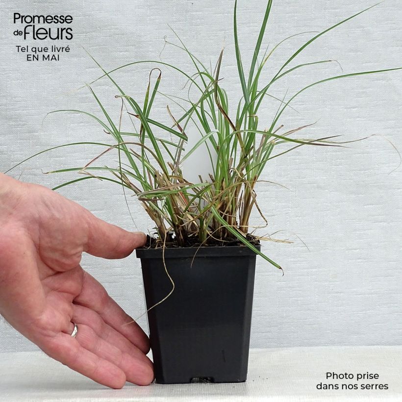 Example of Miscanthus sinensis Adagio - Roseau de Chine Godet de 8/9 cm as you get in printemps