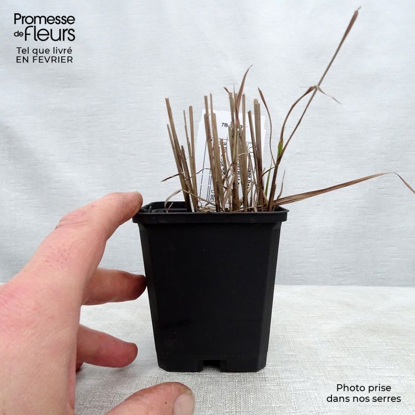 Spécimen de Miscanthus sinensis Afrika - Eulalie - Roseau de Chine Godet de 8/9 cm tel que livré en hiver