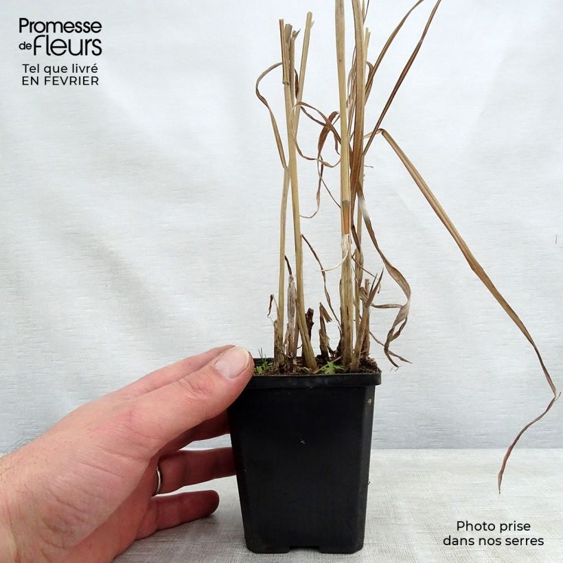 Spécimen de Miscanthus sinensis August Feder - Eulalie, Roseau de Chine  Godet de 8/9 cm tel que livré en hiver