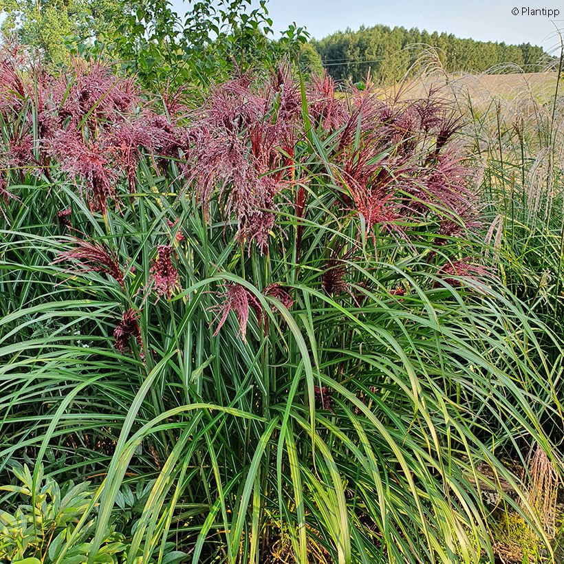 Miscanthus sinensis Boucle - Roseau de Chine (Port)