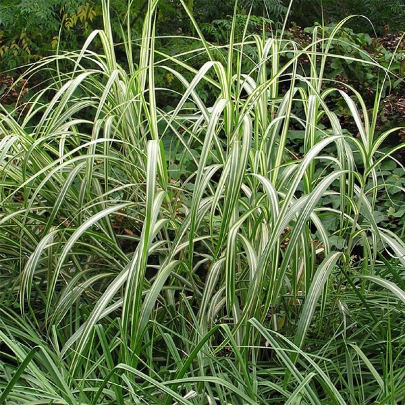 Miscanthus sinensis Cabaret - Roseau de Chine (Plant habit)