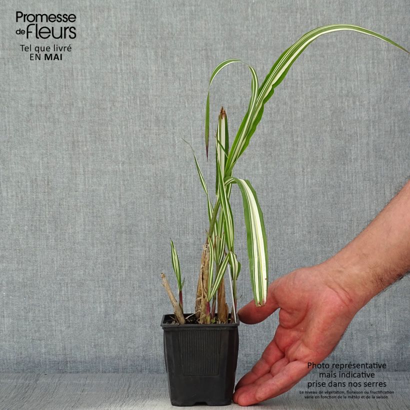 Example of Miscanthus sinensis Cabaret - Roseau de Chine Godet de 8/9 cm as you get in printemps