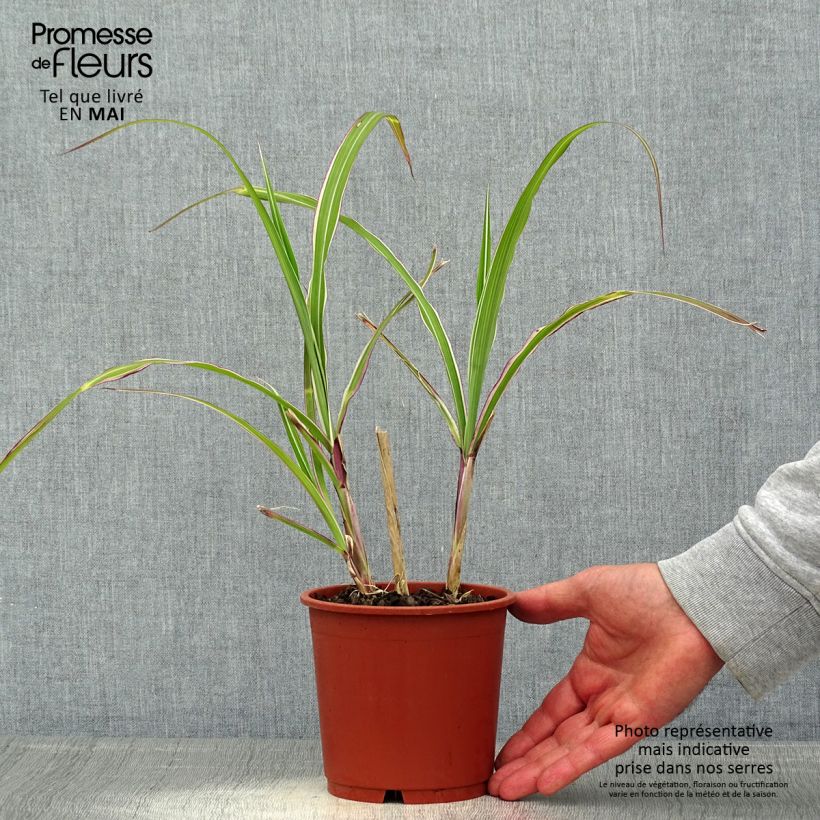 Example of Miscanthus sinensis Cosmopolitan - Eulalie, Roseau de Chine Pot de 1L/1,5L as you get in printemps