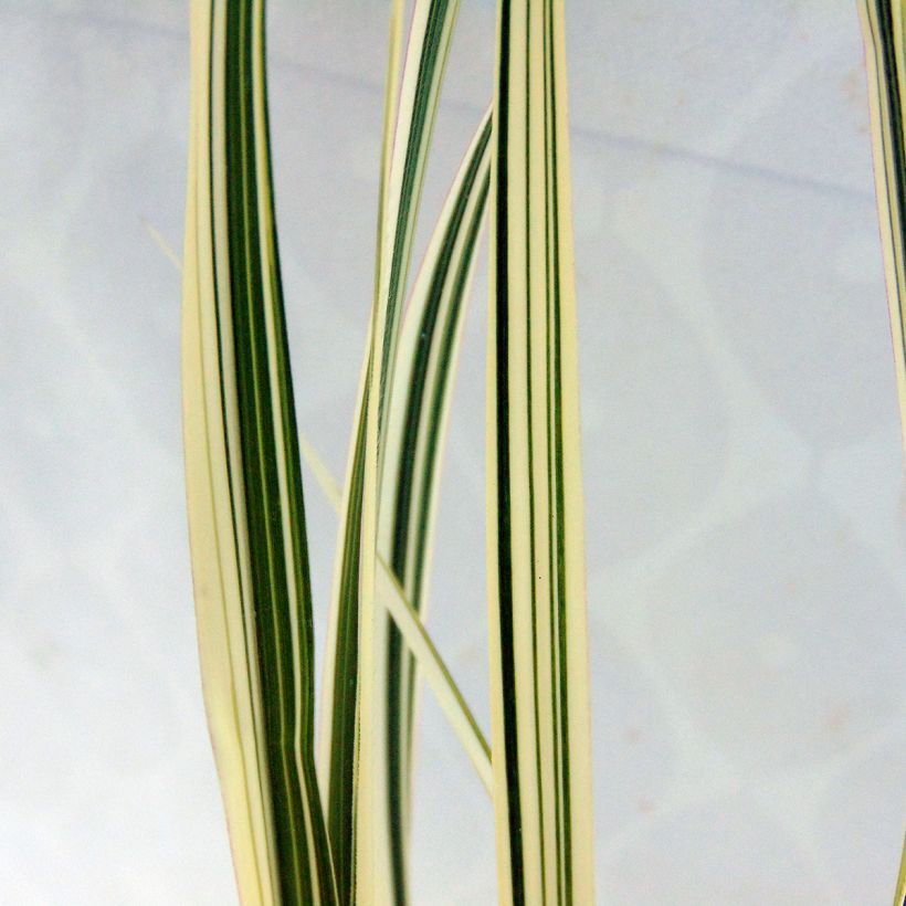 Miscanthus sinensis Cosmopolitan - Eulalie, Roseau de Chine (Foliage)