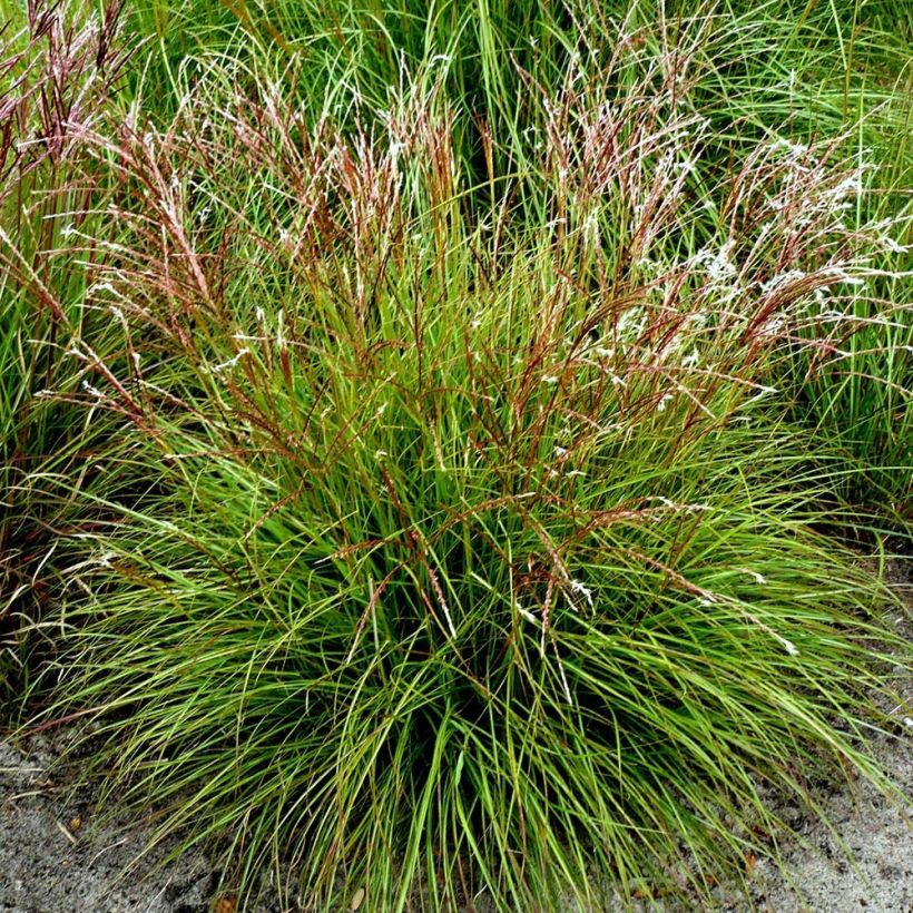 Miscanthus sinensis Cute One - Roseau de Chine nain. (Plant habit)
