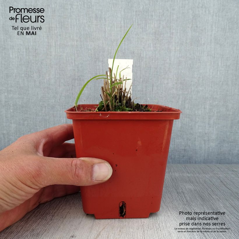 Example of Miscanthus sinensis Cute One - Roseau de Chine nain. Pot de 1L/1,5L as you get in printemps