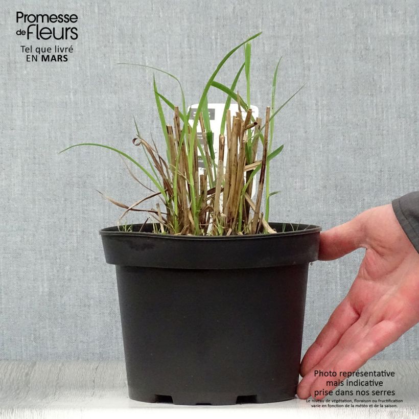 Example of Miscanthus sinensis Dronning Ingrid - Roseau de Chine Pot de 1,5L/2L as you get in printemps