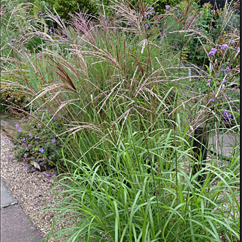 Miscanthus sinensis Emmanuel Lepage - Roseau de Chine (Flowering)