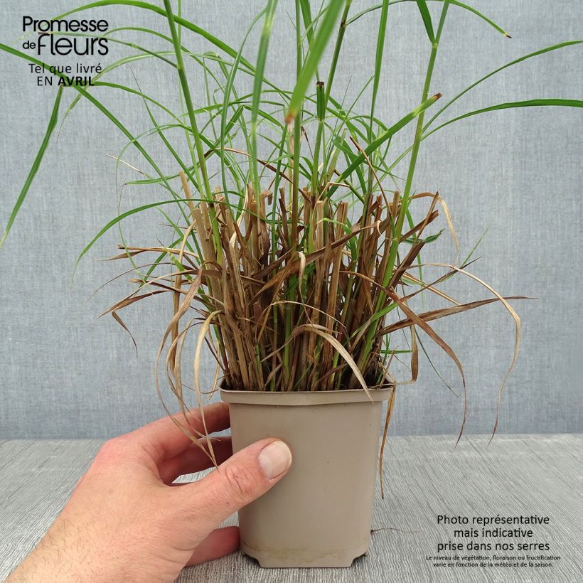 Example of Miscanthus sinensis Etincelle - Roseau de Chine Godet de 8/9 cm as you get in printemps