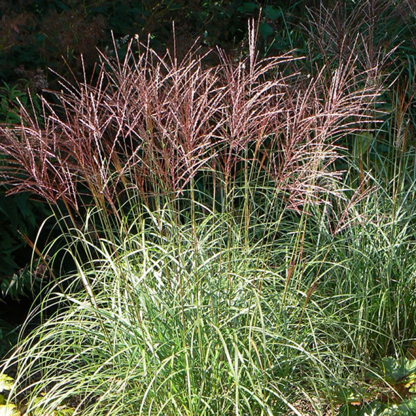 Miscanthus sinensis Ferner Osten - Roseau de Chine (Flowering)