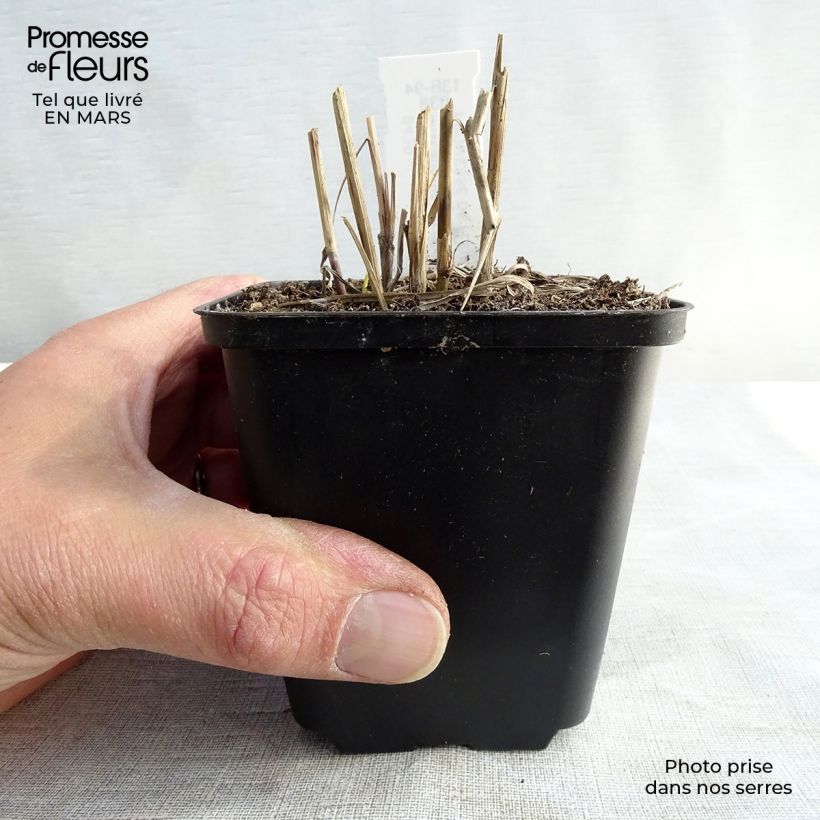 Example of Miscanthus sinensis Ferner Osten - Roseau de Chine Godet de 8/9 cm as you get in printemps