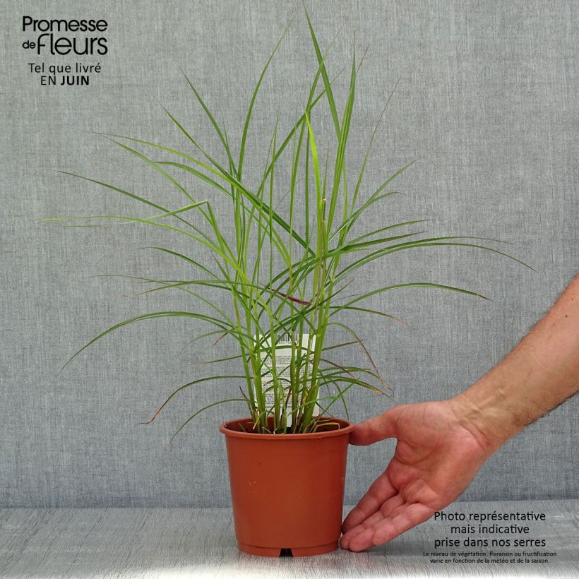 Example of Miscanthus sinensis Ferner Osten - Roseau de Chine Pot de 1L/1,5L as you get in printemps