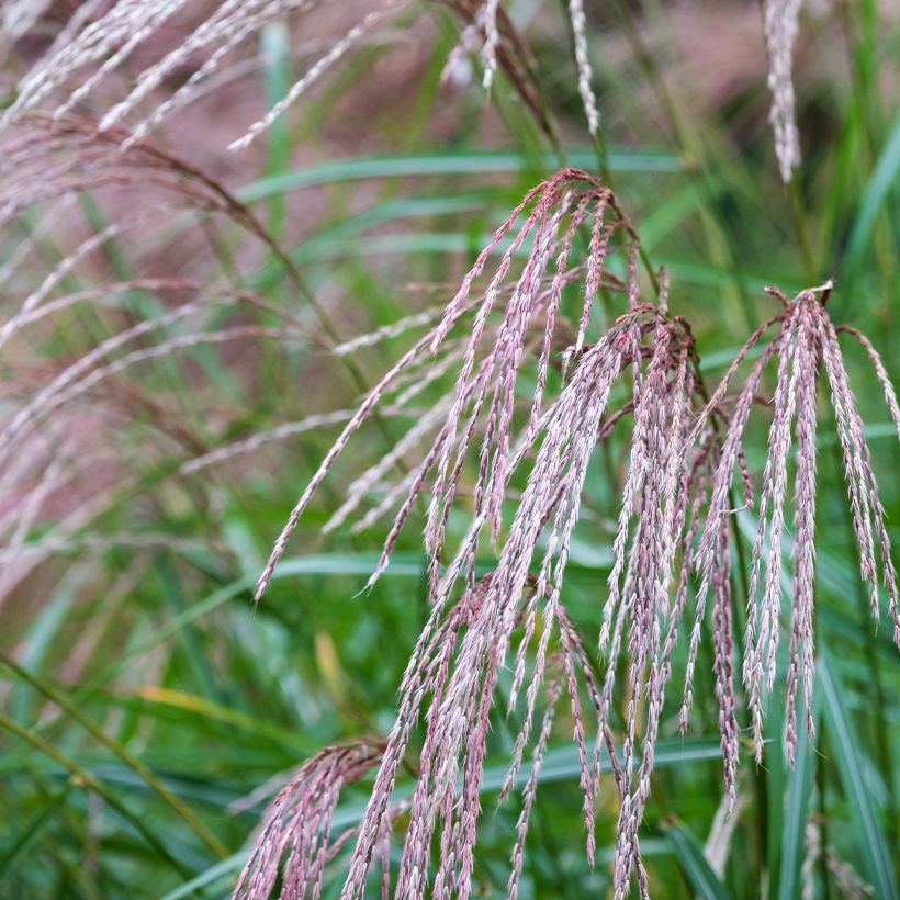 Miscanthus sinensis Flamingo - Eulalie - Roseau de Chine (Flowering)