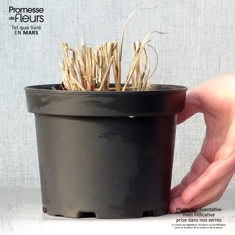Example of Miscanthus sinensis Flamingo - Eulalie - Roseau de Chine Pot de 2L/3L as you get in printemps