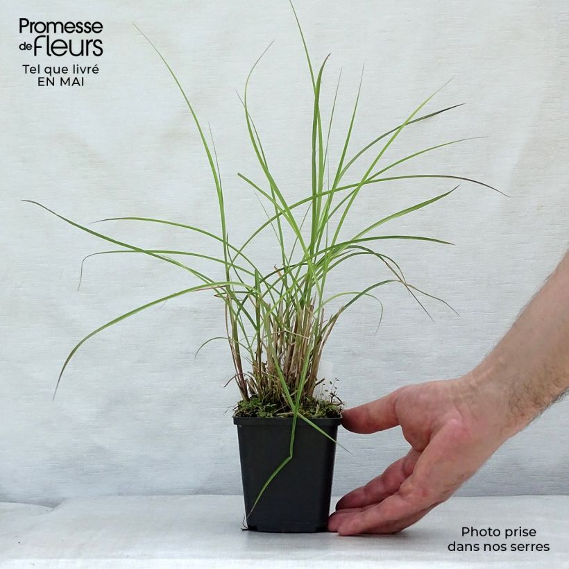 Example of Miscanthus sinensis Flamingo - Eulalie - Roseau de Chine Godet de 8/9 cm as you get in printemps