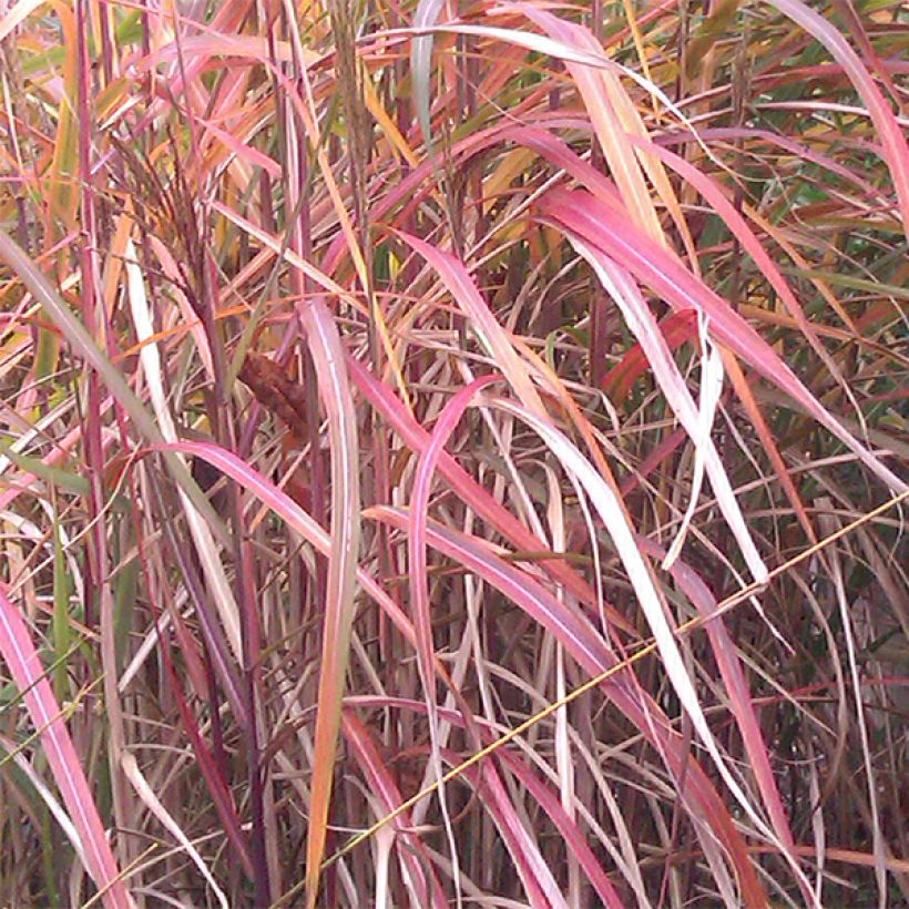 Miscanthus sinensis Ghana - Roseau de Chine (Foliage)