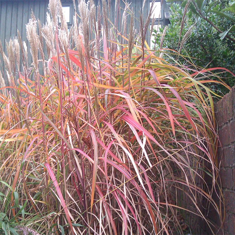 Miscanthus sinensis Ghana - Roseau de Chine (Plant habit)