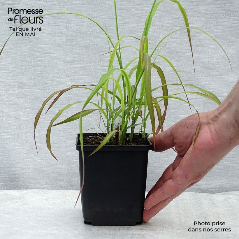 Example of Miscanthus sinensis Ghana - Roseau de Chine Godet de 8/9 cm as you get in printemps