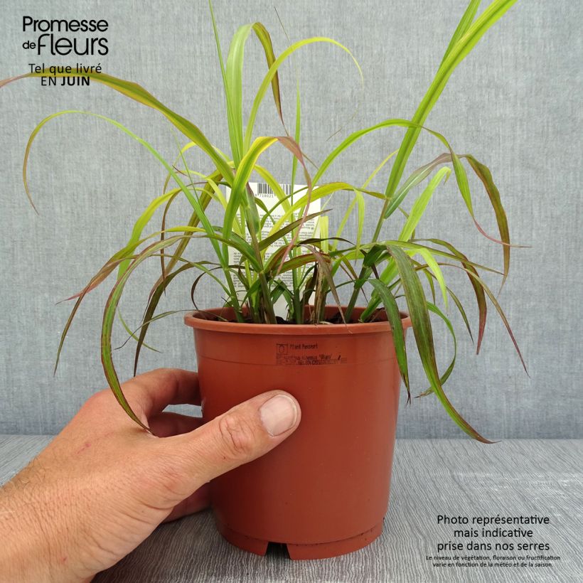 Example of Miscanthus sinensis Ghana - Roseau de Chine Pot de 1L/1,5L as you get in printemps