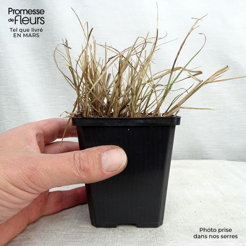 Example of Miscanthus sinensis Gnom - Eulalie, Roseau de Chine Godet de 8/9 cm as you get in printemps