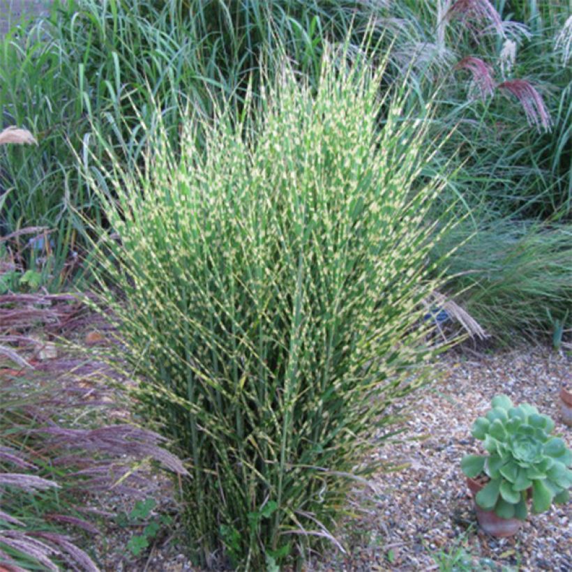Miscanthus sinensis Gold Bar - Roseau de Chine (Plant habit)