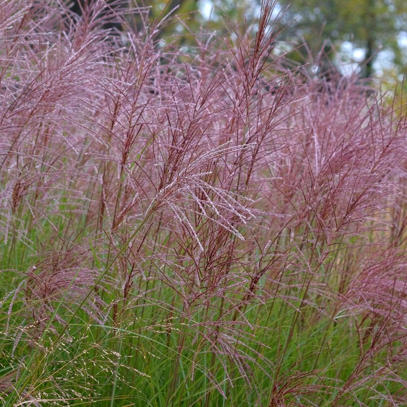 Miscanthus sinensis Gracillimus - Eulalie  (Floraison)
