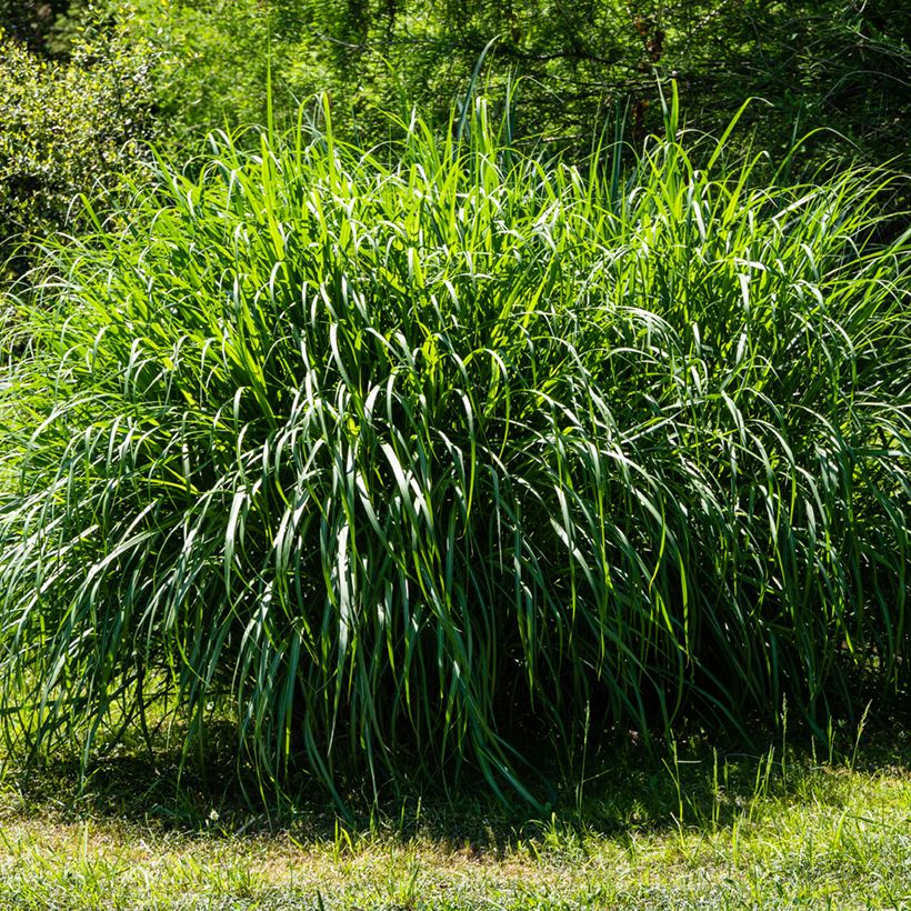 Miscanthus sinensis Gracillimus - Eulalie  (Port)