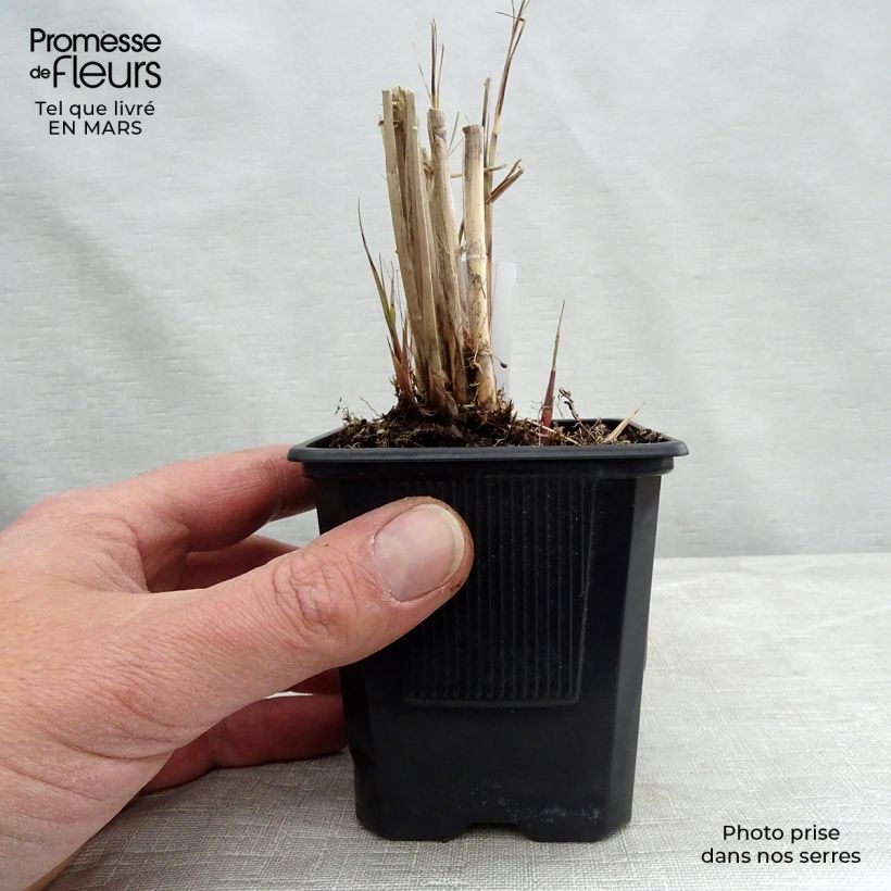 Spécimen de Miscanthus sinensis Gracillimus - Eulalie  Godet de 8/9 cm tel que livré au printemps