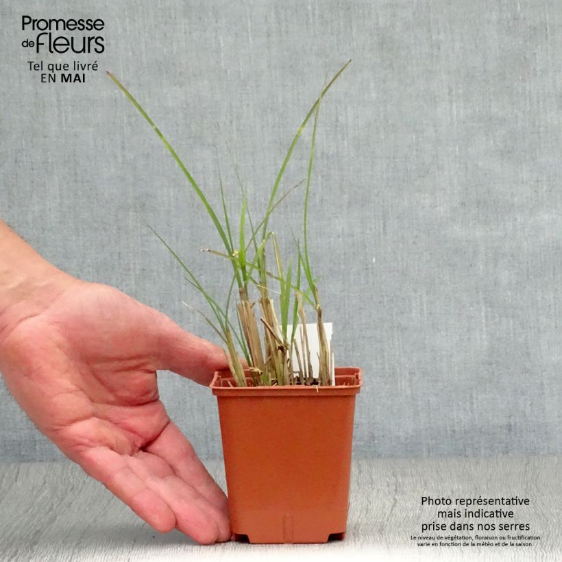 Example of Miscanthus sinensis Graziella - Roseau de Chine Godet de 8/9 cm as you get in printemps