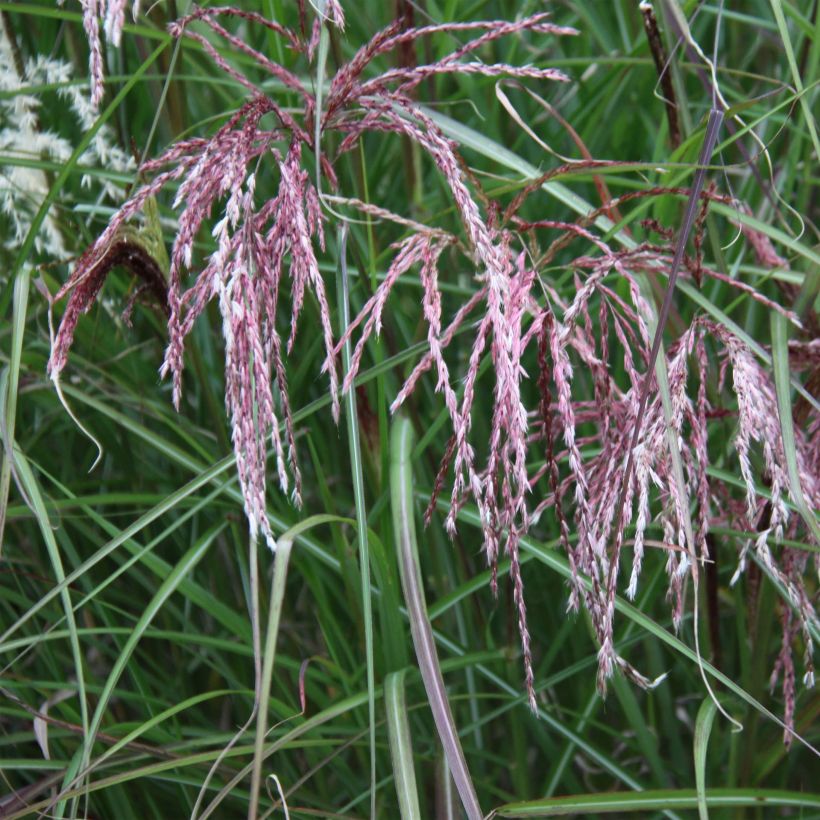 Miscanthus sinensis Kaskade - Roseau de Chine (Flowering)