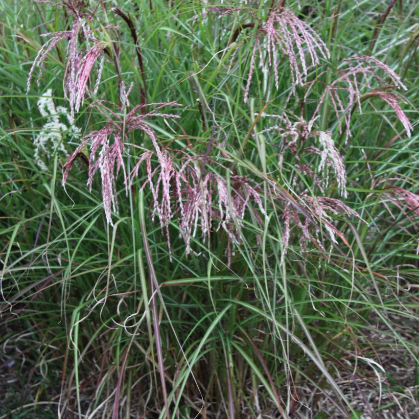 Miscanthus sinensis Kaskade - Roseau de Chine (Plant habit)