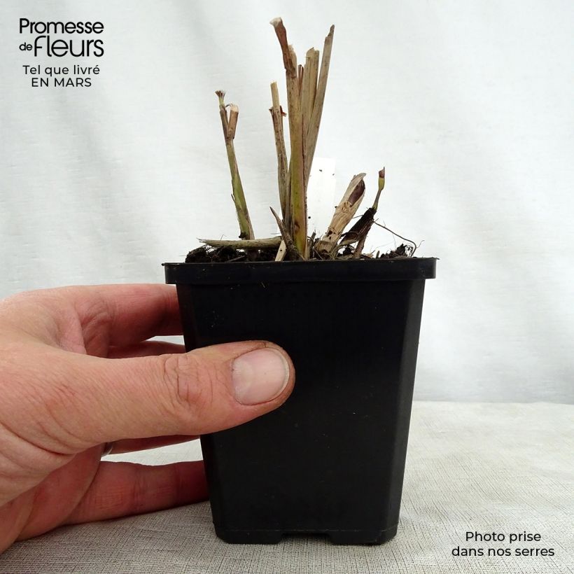 Example of Miscanthus sinensis Kaskade - Roseau de Chine Godet de 8/9 cm as you get in printemps