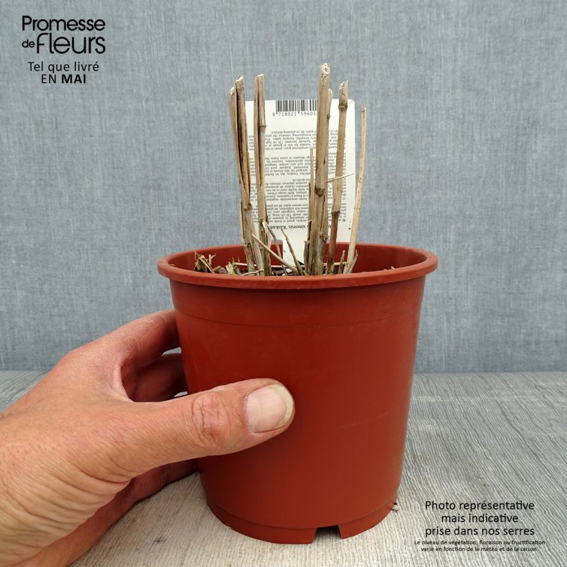 Example of Miscanthus sinensis Kaskade - Roseau de Chine Pot de 1L/1,5L as you get in printemps