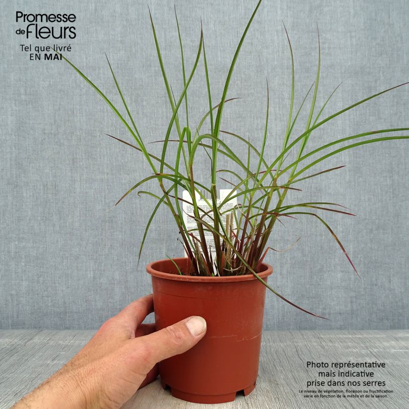 Example of Miscanthus sinensis Kleine Fontäne (Petite Fontaine) Pot de 1L/1,5L as you get in printemps