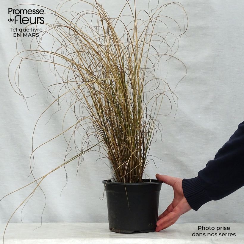 Example of Miscanthus sinensis Kleine Fontäne (Petite Fontaine) Pot de 3L/4L as you get in printemps