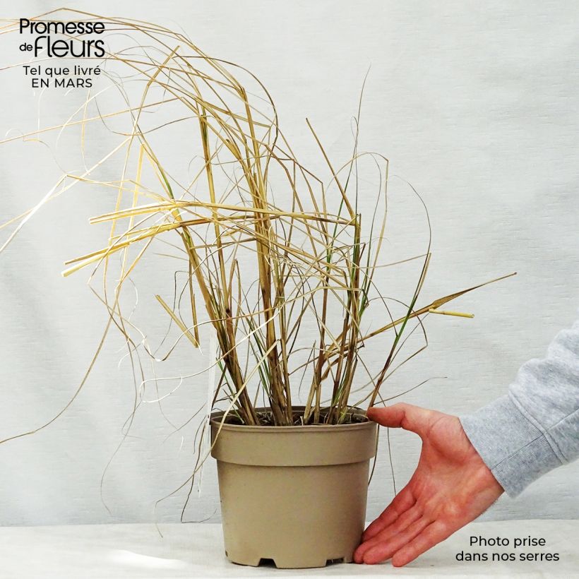 Example of Miscanthus sinensis Kleine Silberspinne - Roseau de Chine Pot de 4L/5L as you get in printemps