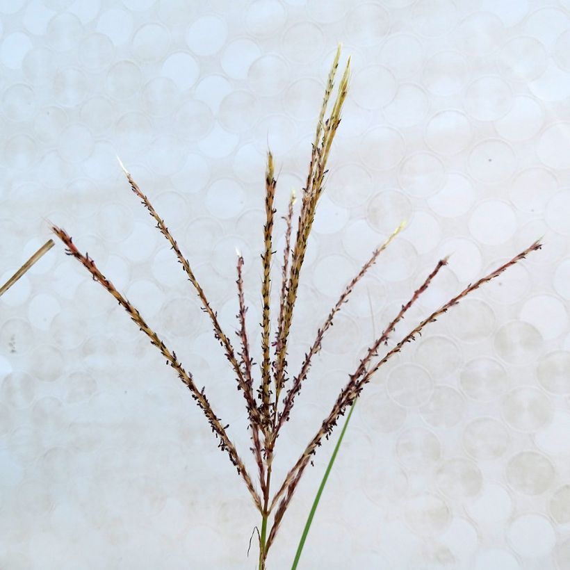 Miscanthus sinensis Kleine Silberspinne - Roseau de Chine (Flowering)